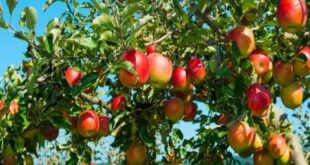 مزارعو التفاح: السعر في البستان بـ 200 ليرة وفي الأسواق بـ 3000 ليرة