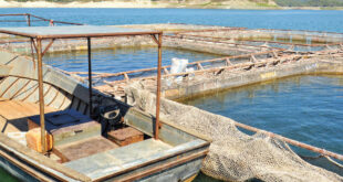 أكثر من خمسة مليارات ليرة إيرادات الموانئ في العام الماضي … قبرصلي: إنشاء أول مزرعة عائمة لتربية الأسماك البحرية بطاقة 400 طن سنوياً